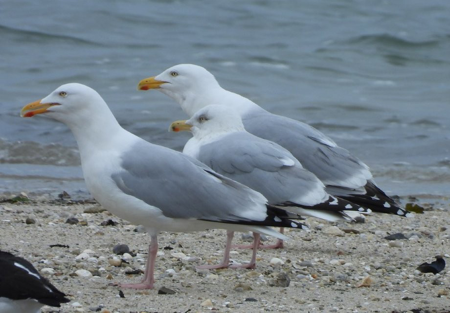 cohabiter-avec-les-go-lands-site-de-la-ville-de-concarneau